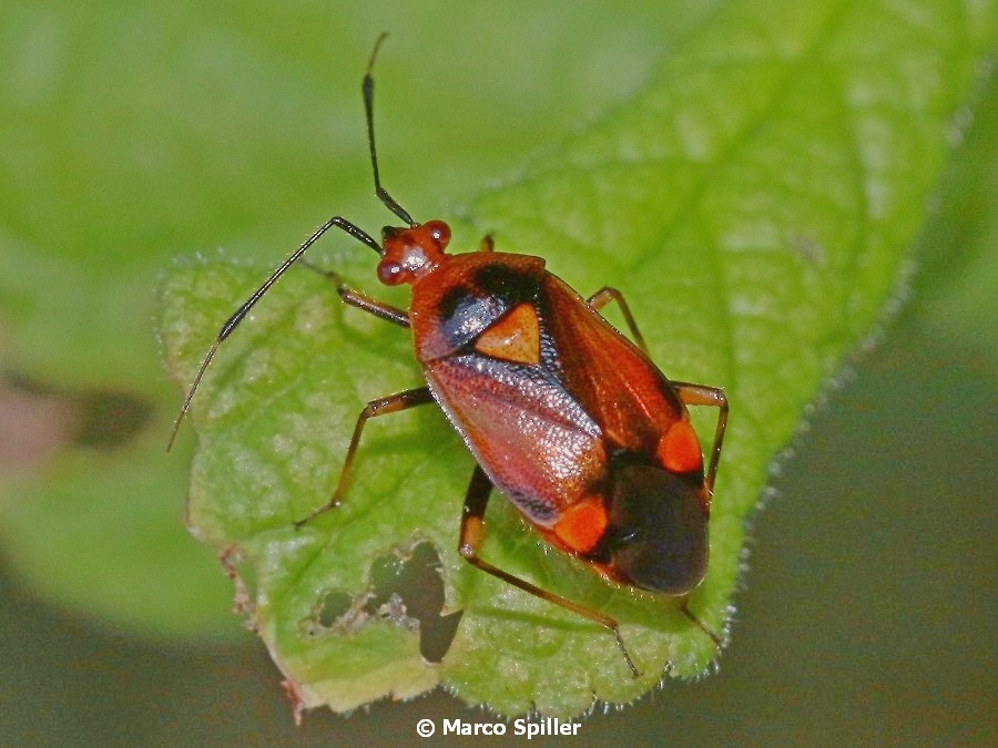 Miridae: Deraeocoris ruber